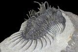 Spiny Comura Trilobite - Oufaten, Morocco #160895-5
